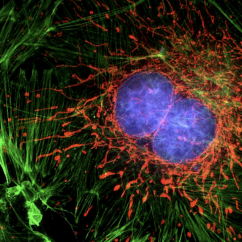 Fluorescent Biomarkers